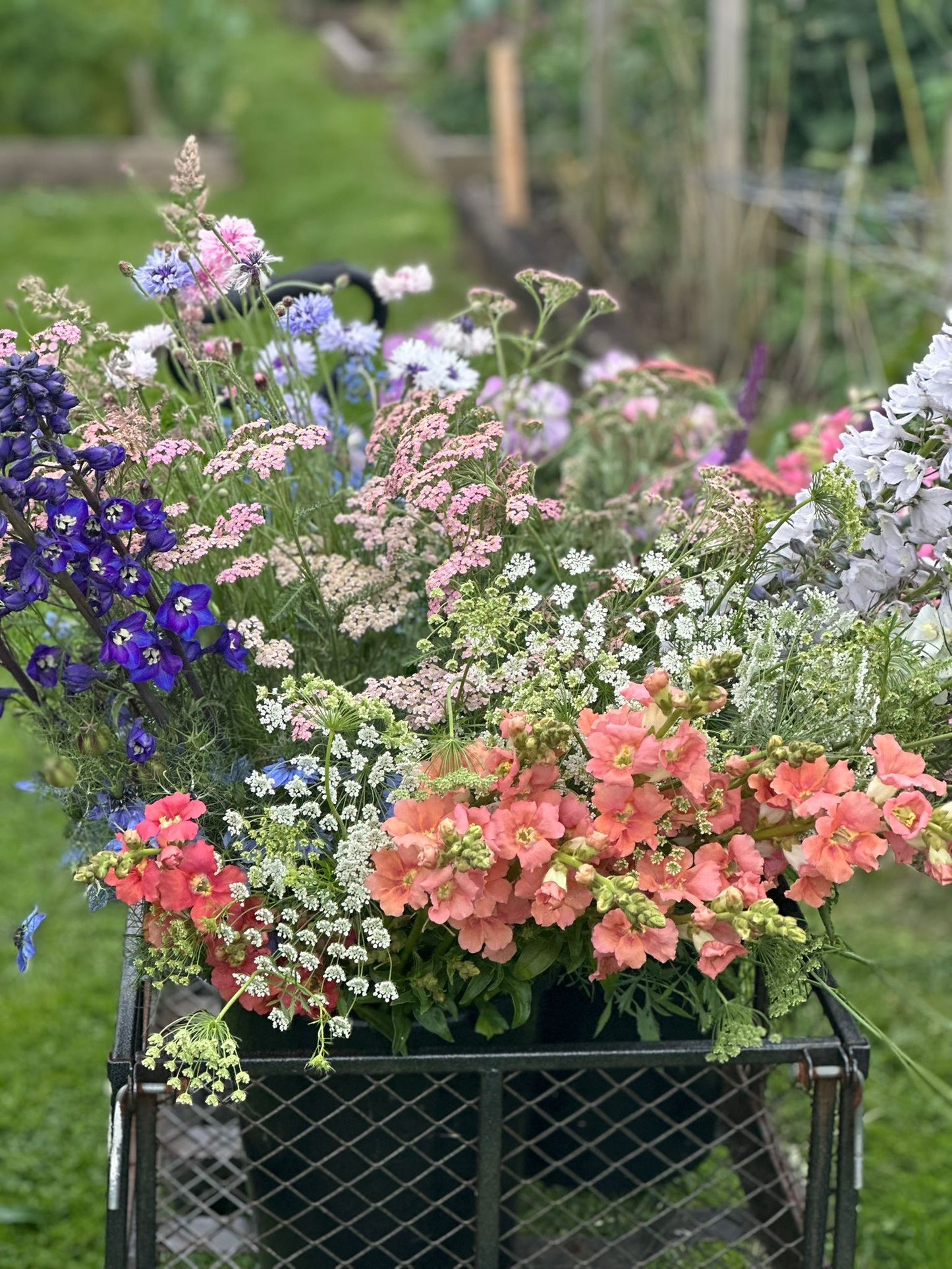 Full Bucket (Seasonal pick)