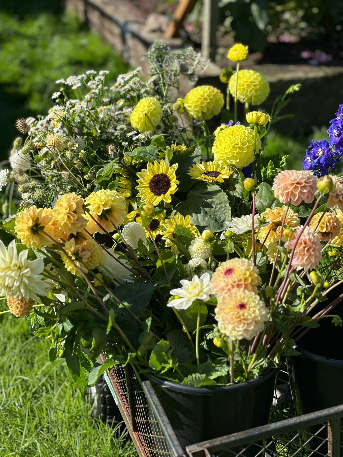 Full Bucket (Seasonal pick)
