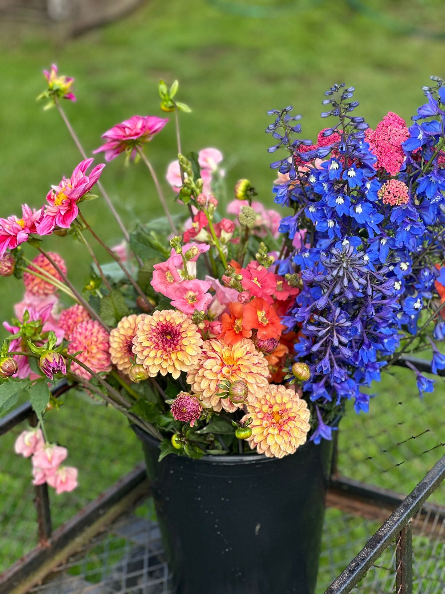 1/2 Bucket (Seasonal)